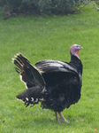 LZ00476 Turkey in St Fagans.jpg